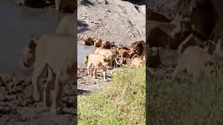 Lions pride visit the water hole