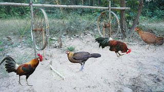 Creative diy wild chicken trap technology make from old bike and wood