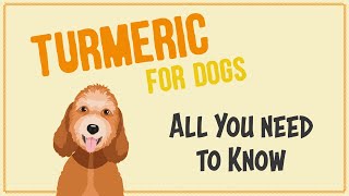 Turmeric For Dogs