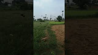 Seeing Karikuruvi ( black drongo) after a long time