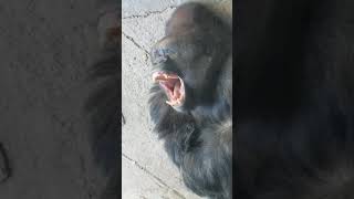 Cute Gorilla's Big Yawn: Watch This Adorable Video! #shorts