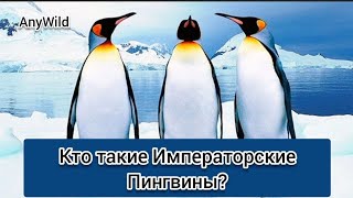 Кто такие Императорские Пингвины? Интересные и Малоизвестные факты о императорских пингвинах.AnyWild