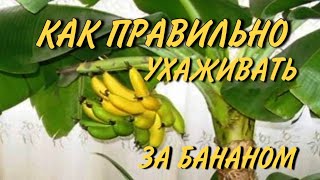 ✅🍌Уход за бананом в домашних условиях 2022