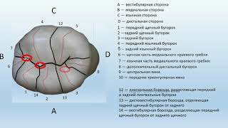 Анатомия первого моляра нижней челюсти