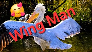 Wing Man 🥰 #subscribe #viral