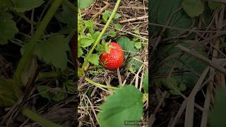 на ФЕРМЕ первый урожай🍓🥰