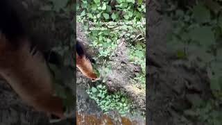 Red panda  a short vedio | Red panda walking #shortsviral #trendingshorts