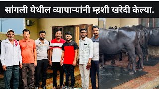 स्वस्तात कुठं मिळतात || 14 ते 21 लीटर दुधाच्या म्हशींच्या किंमती || How to Buy Best Murrah Buffalo