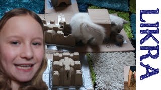 DIY Likra - Wir basteln ein Futter- und Spiele Labyrinth für meine Ragdoll Katze