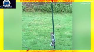 Hilarious moment squirrel slides down a greased-up pole