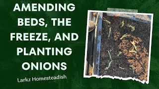 Garden Update - Amending Beds, The Freeze and Planting onions