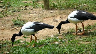 Duck eating food on land || बत्तख का वीडियो || Real Bird Duck Video #duck #birds #bird #batak