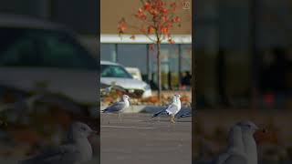 Seagulls waiting for food 1   #shorts #fyp #seagulls