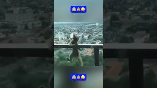 OMG! It surprised me a lot😰 || that cat almost lost her life