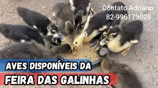 GALINHAS DA FEIRA DE ARAPIRACA-AL RESGATADAS DA FEIRA #nordeste AVÉS NO PREÇO BAIXO