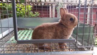 Cinnamon (Chocolate Chestnut) Netherland Dwarf