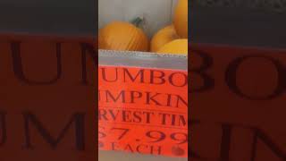 | halloween here#pumpkin shopping#market basket#usa