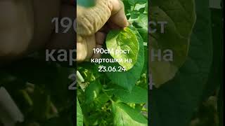 Картофельная бртва 190сМ на 23.06.24