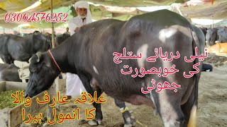 Neeli ki Top big buffalo for sale Okara Animal TV location Arifwala mandi 17/10/2024 03004576252