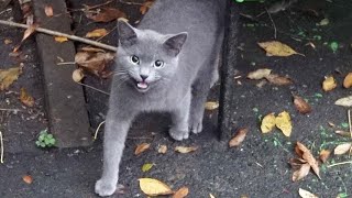 Cat lover feeds cats in the rain