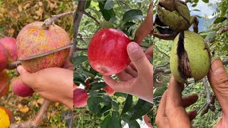 Satisfying farming video natural fruits cutting