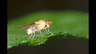 Stages in the Life Cycle of a Drosophila Melanogaster