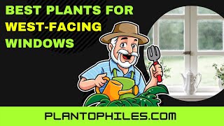 Best Plants for West-Facing Windows #shorts