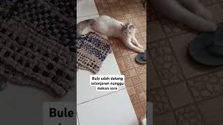 Bule datang saat lapar#cat #catlover #kucing #kucinglucu #bule#cute #cutecat #kucingimut #kucingt