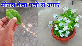 अगस्त - सितंबर मे मोगरा / बेला को पत्ती से ग्रो करने का जादुई तरीका / Grow Mogra From Leaves