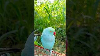 #parrotspeak #birds #parrotentertainment #cute #amazingtalkingparrot #parrottalking