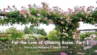 For the Love of Climbing Roses: Part 1