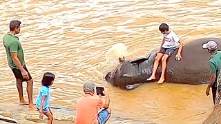 🐘 You can Bath with Elephant in River, Splash on you! Pinnawala Elephant Orphanage Part 2, July 2023