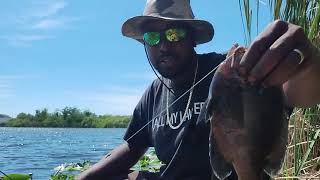 I Caught Big Pre-Spawn Bluegill Using Red Worms With Bottom Rigs #fypyoutube #fishing #bluegill