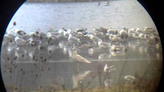 Glaucous Gull, Ditchford Gravel Pits, Northants