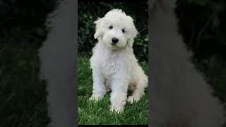 Very Loud Goldendoodle Barking Sound Effect