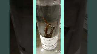 #MycorrhizaRoot #Specimen #Practical #Science #Biology.