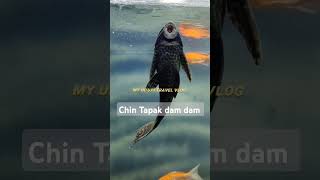 Chin Tapak dam dam 😀😀 | Talking Fish | Aquarium Cleaning Fish #shorts #youtube #chintapakdamdam