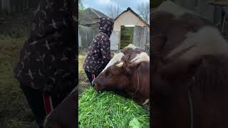 20.04.2023 #animalshorts #cow #cowvideos #happycows #shortsvideo #ахимса #защитаживотных #спасение