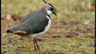 Nest building, Lapwing style -- Vanellus vanellus