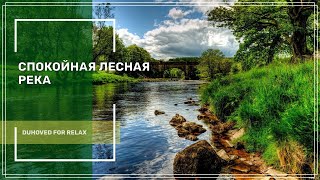 Звуки Природы.  Спокойная река ✦ Пение Птиц ✦ Relaxing Sounds