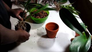 Potting up Cattleya Orchid