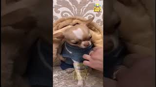 funny cats and dogs🤣  funny animals 🤣 #funnycats #funnydogs #funnypets #funnyanimals #dogsoftiktok