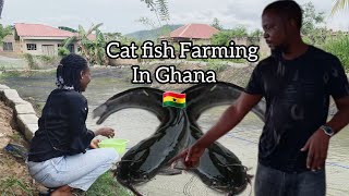 How a Nigerian started Catfish Farming in Ghana!!/ A Lucrative Business?