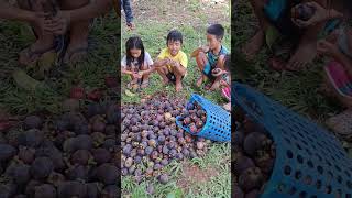 Mangosteen 💟💖 #farmtotable #freshandorganic