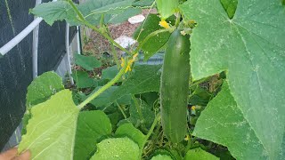 More Cucumbers🥒 To Harvest! #growyourownfood #enjoygardening #cucumbers