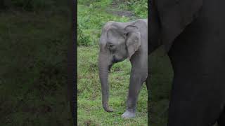 #wildelephant #roaming into the #wilderness #manasnationalpark #wildlife #wildanimals #nature #4k