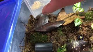 Dendrobates tinctorius 'Patricia eating rice flour beetles