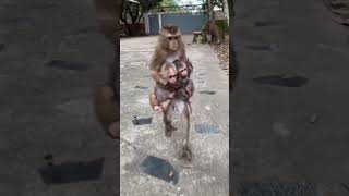 THREE SIBLINGS SEPARATED #ctto #love #animals #monkey #nature #shorts