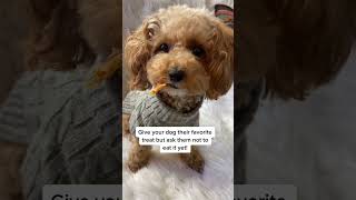 Cute Animals |Funny animals Reaction 2021#754.