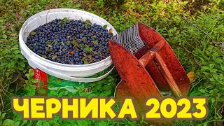 ЧЕРНИКА. Сбор черники в Беларуси. ПЕРВАЯ ЦЕНА!